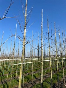 Ginkgo biloba 18-20 Hoogstam draadkluit 3 X verplant - afbeelding 7