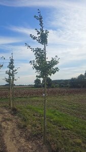 Ginkgo biloba 18-20 Hoogstam draadkluit 3 X verplant - afbeelding 2