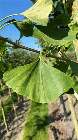 Ginkgo biloba 18-20 STA WRB 3 X V - image 5