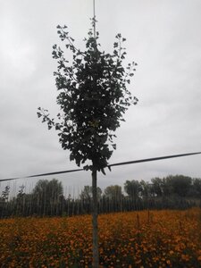 Ginkgo biloba 18-20 STA WRB 3 X V - image 3