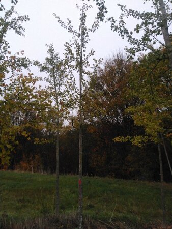 Ginkgo biloba 18-20 STA WRB 3 X V - image 1