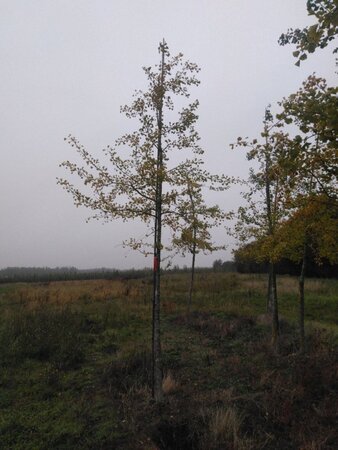 Ginkgo biloba 20-25 Hoogstam draadkluit 3 X verplant - afbeelding 1