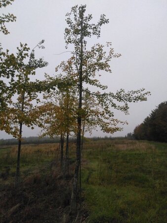 Ginkgo biloba 25-30 Hoogstam draadkluit 3 X verplant - afbeelding 1