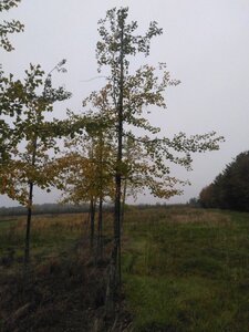 Ginkgo biloba 25-30 Hoogstam draadkluit 3 X verplant
