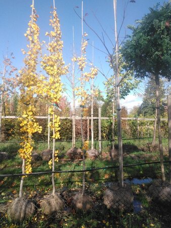 Ginkgo biloba 6-8 Hoogstam draadkluit - afbeelding 1
