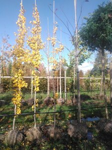 Ginkgo biloba 6-8 Hoogstam draadkluit
