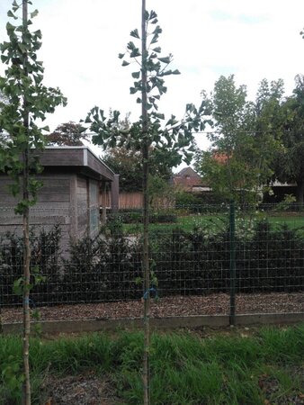 Ginkgo biloba 6-8 Hoogstam met kluit - afbeelding 6
