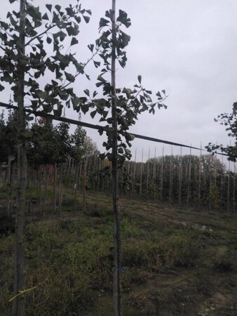 Ginkgo biloba 6-8 Hoogstam met kluit - afbeelding 7