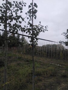 Ginkgo biloba 6-8 Hoogstam met kluit - afbeelding 7