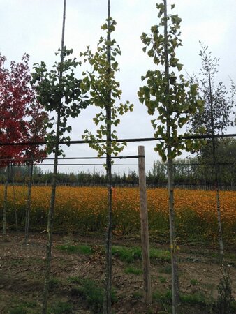 Ginkgo biloba 6-8 Hoogstam met kluit - afbeelding 4