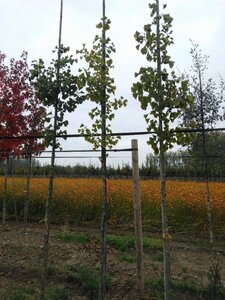 Ginkgo biloba 6-8 Hoogstam met kluit - afbeelding 4