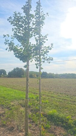 Ginkgo biloba 6-8 Hoogstam met kluit - afbeelding 1