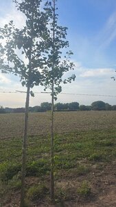 Ginkgo biloba 6-8 Hoogstam met kluit - afbeelding 5