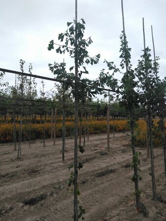 Ginkgo biloba 6-8 Hoogstam met kluit - afbeelding 3