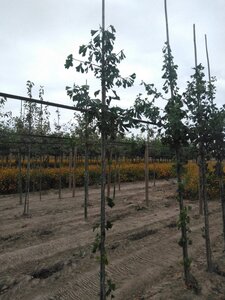 Ginkgo biloba 6-8 Hoogstam met kluit - afbeelding 3