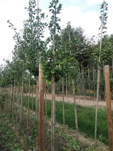 Ginkgo biloba 6-8 Hoogstam met kluit - afbeelding 2