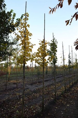 Ginkgo biloba 8-10 Hoogstam draadkluit - afbeelding 2