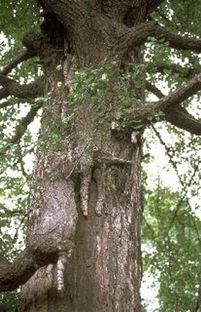 Ginkgo biloba 8-10 Hoogstam draadkluit - afbeelding 1