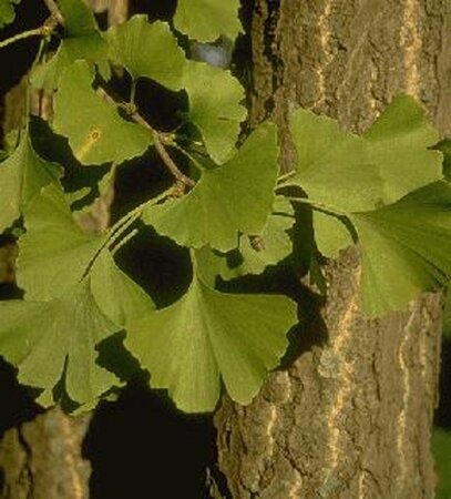 Ginkgo biloba 8-10 Hoogstam draadkluit - afbeelding 8
