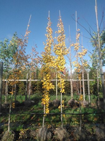 Ginkgo biloba 8-10 Hoogstam draadkluit - afbeelding 7