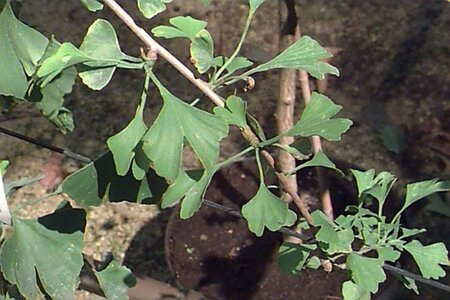 Ginkgo biloba 8-10 Hoogstam draadkluit - afbeelding 7