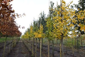 Ginkgo biloba 8-10 Hoogstam draadkluit - afbeelding 5