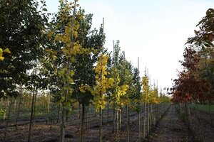 Ginkgo biloba 8-10 STA4 WRB - image 3