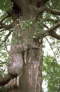 Ginkgo biloba 8-10 STA4 WRB