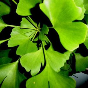 Ginkgo biloba 8-10 STA4 WRB - image 12