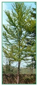 Ginkgo biloba 8-10 STA4 WRB - image 11