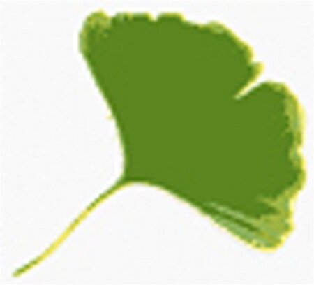 Ginkgo biloba 8-10 STA4 WRB - image 10