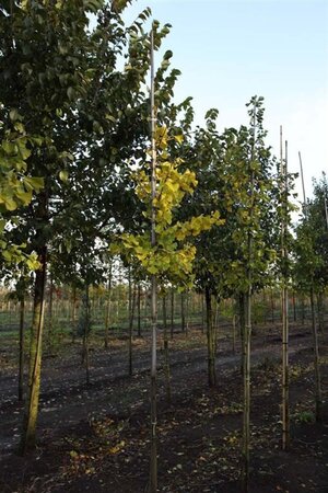 Ginkgo biloba 8-10 STA4 WRB - image 4