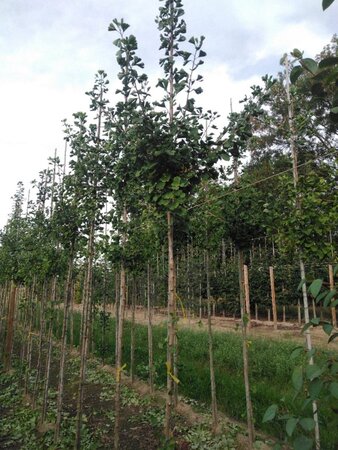 Ginkgo biloba 8-10 Hoogstam met kluit - afbeelding 3