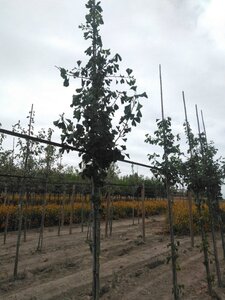 Ginkgo biloba 8-10 Hoogstam met kluit - afbeelding 6