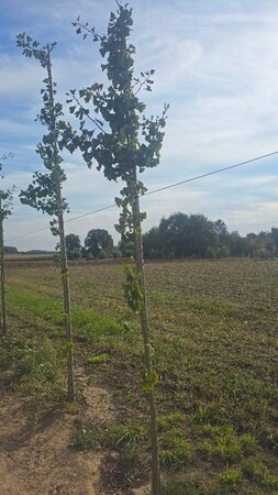 Ginkgo biloba 8-10 Hoogstam met kluit - afbeelding 1