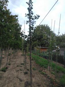 Ginkgo biloba 8-10 Hoogstam met kluit - afbeelding 4