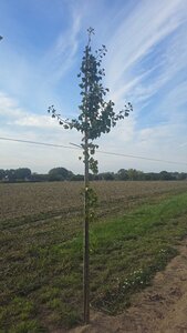 Ginkgo biloba 8-10 Hoogstam met kluit - afbeelding 2