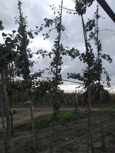 Ginkgo biloba 8-10 Hoogstam met kluit - afbeelding 7