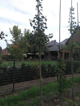 Ginkgo biloba 8-10 Hoogstam met kluit - afbeelding 5
