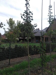 Ginkgo biloba 8-10 Hoogstam met kluit - afbeelding 5