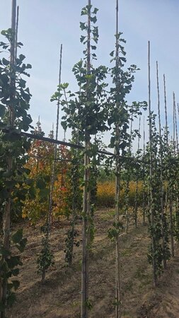 Ginkgo bil. 'Princeton Sentry' 8-10 cm met kluit geveerd