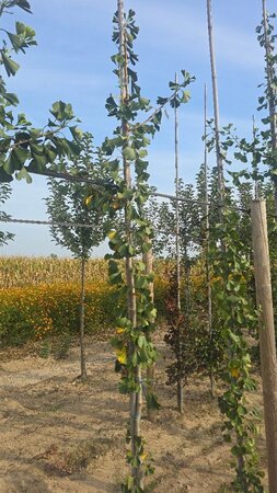 Ginkgo bil. 'Tremonia' 6-8 cm met kluit geveerd