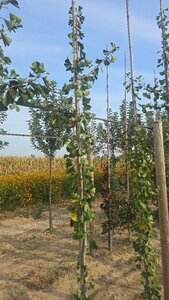 Ginkgo bil. 'Tremonia' 6-8 cm met kluit geveerd