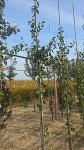 Ginkgo bil. 'Tremonia' 8-10 cm met kluit geveerd