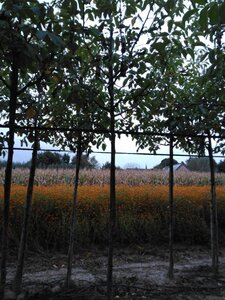 Juglans r. 'Broadview' 10-12 Hoogstam wortelgoed - afbeelding 11