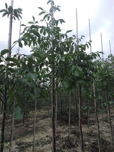 Juglans r. 'Broadview' 10-12 Hoogstam wortelgoed - afbeelding 4