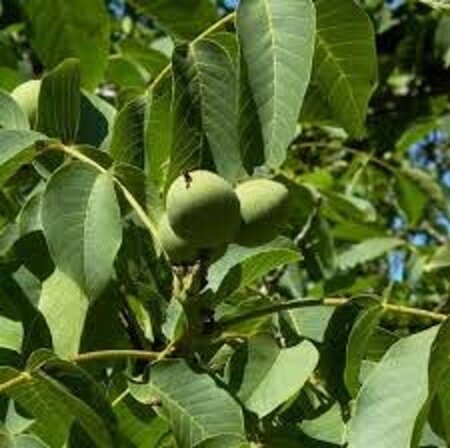 Juglans r. 'Broadview' 10-12 STA BR - image 5