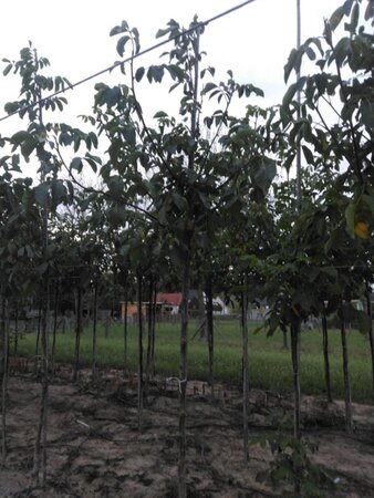 Juglans r. 'Broadview' 12-14 Hoogstam wortelgoed 2 X verplant - afbeelding 8