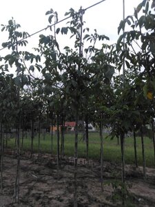 Juglans r. 'Broadview' 12-14 Hoogstam wortelgoed 2 X verplant - afbeelding 8