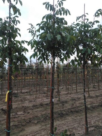 Juglans r. 'Broadview' 12-14 Hoogstam wortelgoed 2 X verplant - afbeelding 7